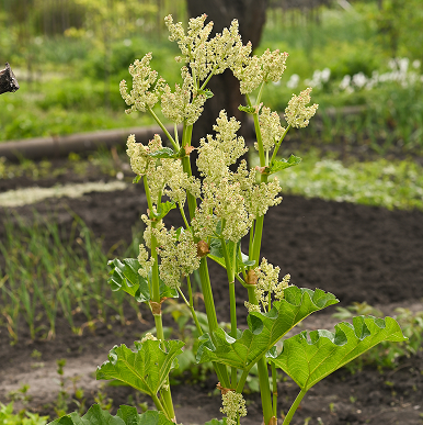 Organic Turmeric Extract (Curcumin)